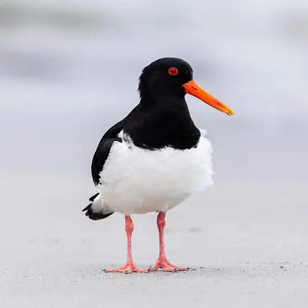 The Oystercatcher At The Bay,